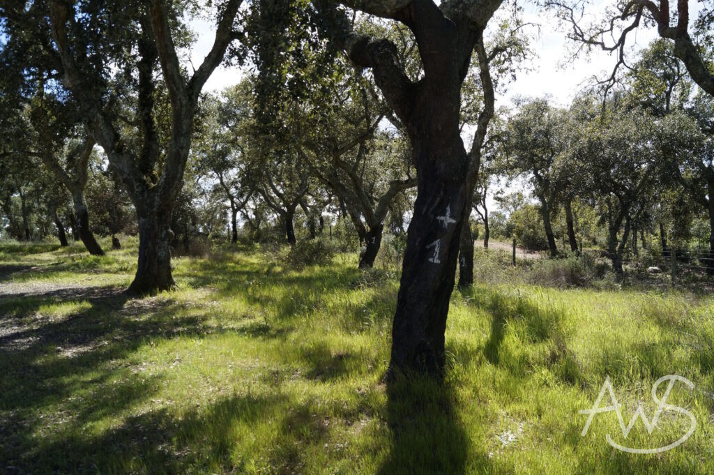 Hoffnung im Alentejo